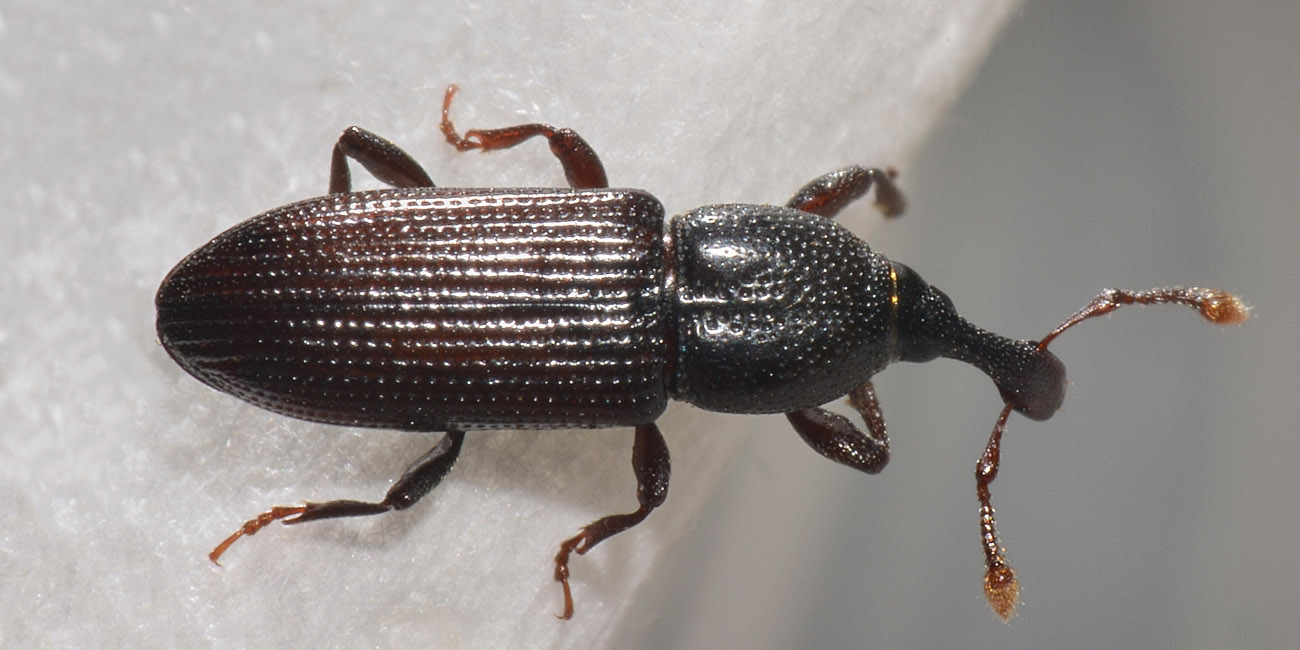 Curculionidae: Cossonus linearis